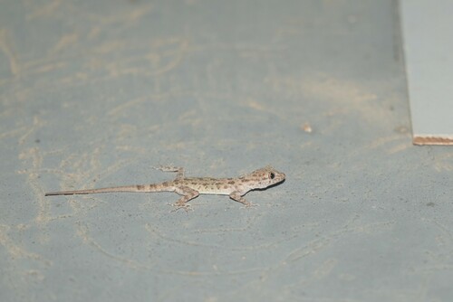 Keeled Rock Gecko