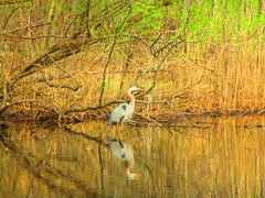 Ardea herodias