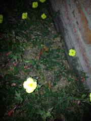 Oenothera pubescens