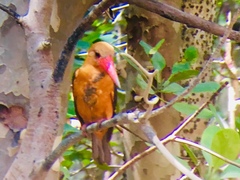 Pelargopsis amauroptera