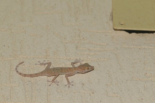 Yellow Fan-fingered Gecko