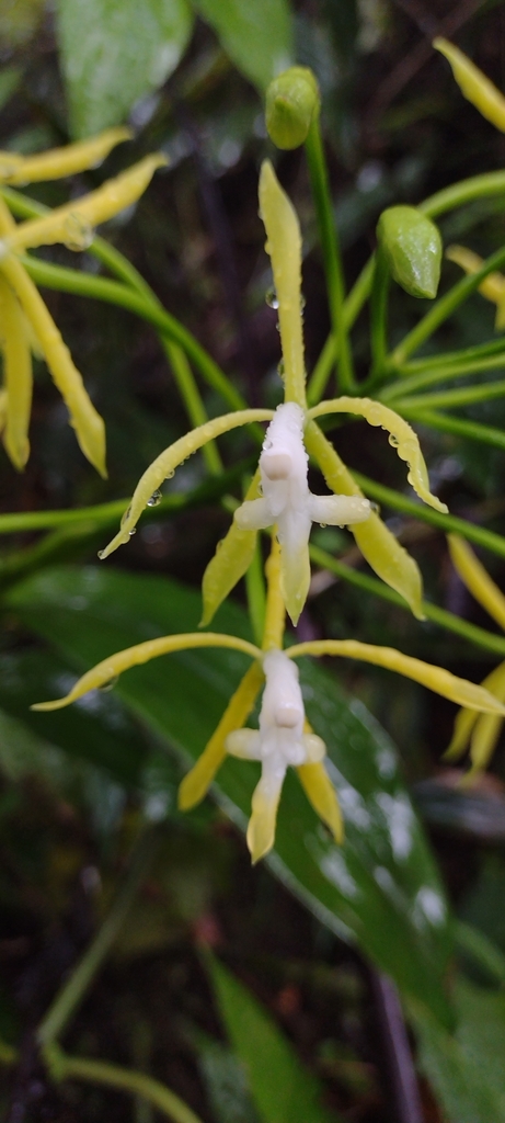 Epidendrum lehmannii Rchb.f. 3