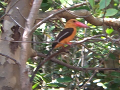 Pelargopsis amauroptera