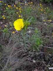 Calylophus