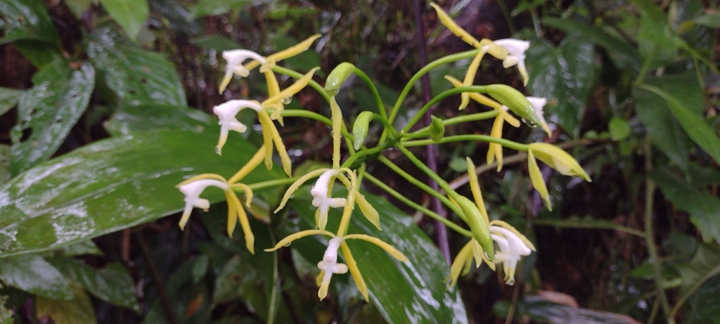 Epidendrum lehmannii Rchb.f. 4