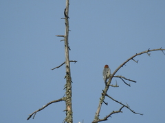 Melanerpes aurifrons