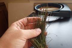Eleocharis brittonii