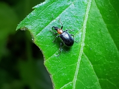 Eugnamptus angustatus