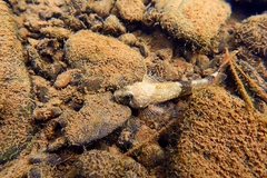 Cottus cognatus