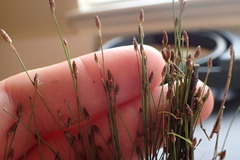 Eleocharis brittonii