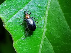 Eugnamptus angustatus