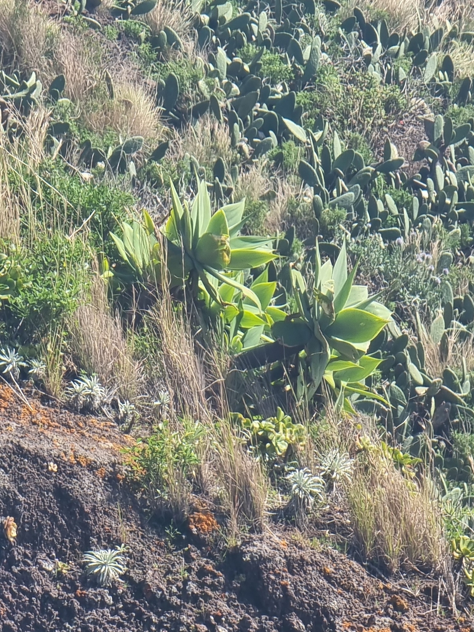 Agave-dragão