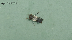 Pogonocherus dimidiatus