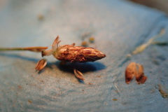 Eleocharis brittonii