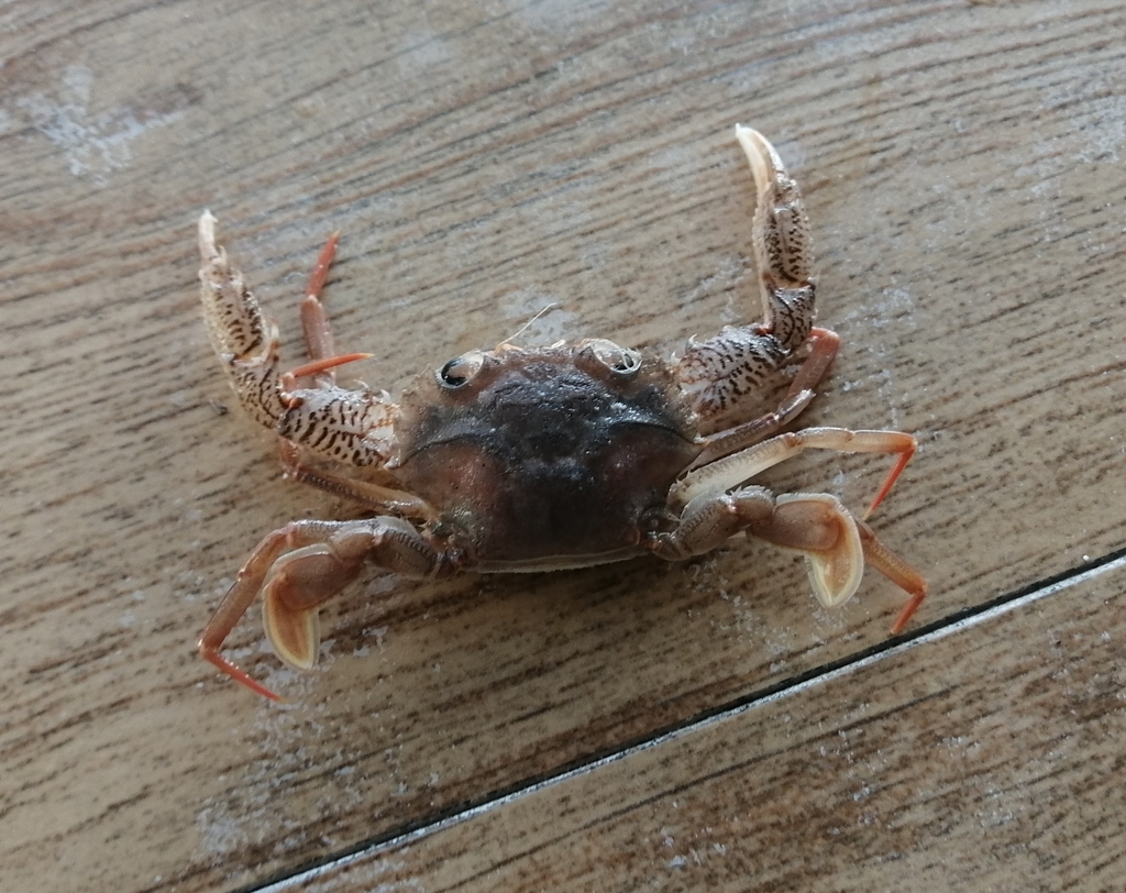 Charybdis hongkongensis