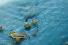 Eleocharis brittonii