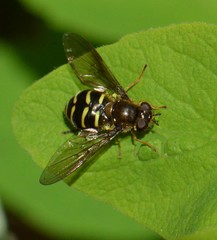 Dasysyrphus