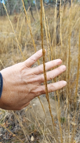 Image of Big Three-Awn (Aristida condensata) by (c) Athena Philips, some rights reserved (CC BY)