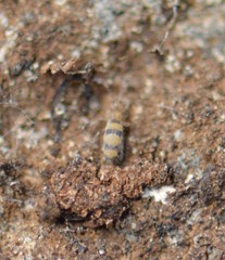 Entomobrya triangularis