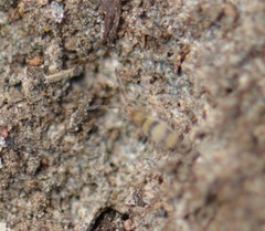 Entomobrya triangularis