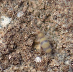 Entomobrya triangularis