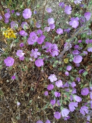 Eremalche parryi kernensis