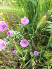 Eremalche parryi kernensis