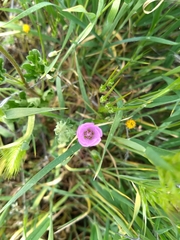 Eremalche parryi kernensis