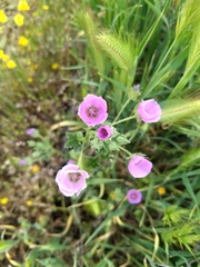 Eremalche parryi kernensis