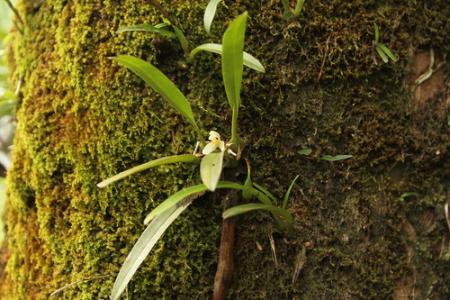 Maxillaria hedwigiae, photograph 5
