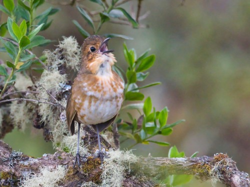 Boyaca Antpitta
