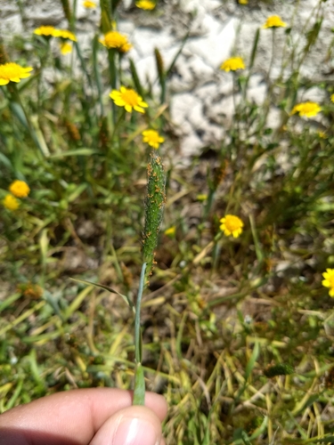 Image of Alopecurus saccatus by (c) Jonathan Vaughn, some rights reserved (CC BY)