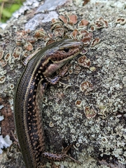 Alpine Meadow-Skink photo 5