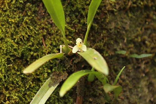 Maxillaria hedwigiae, photograph 4