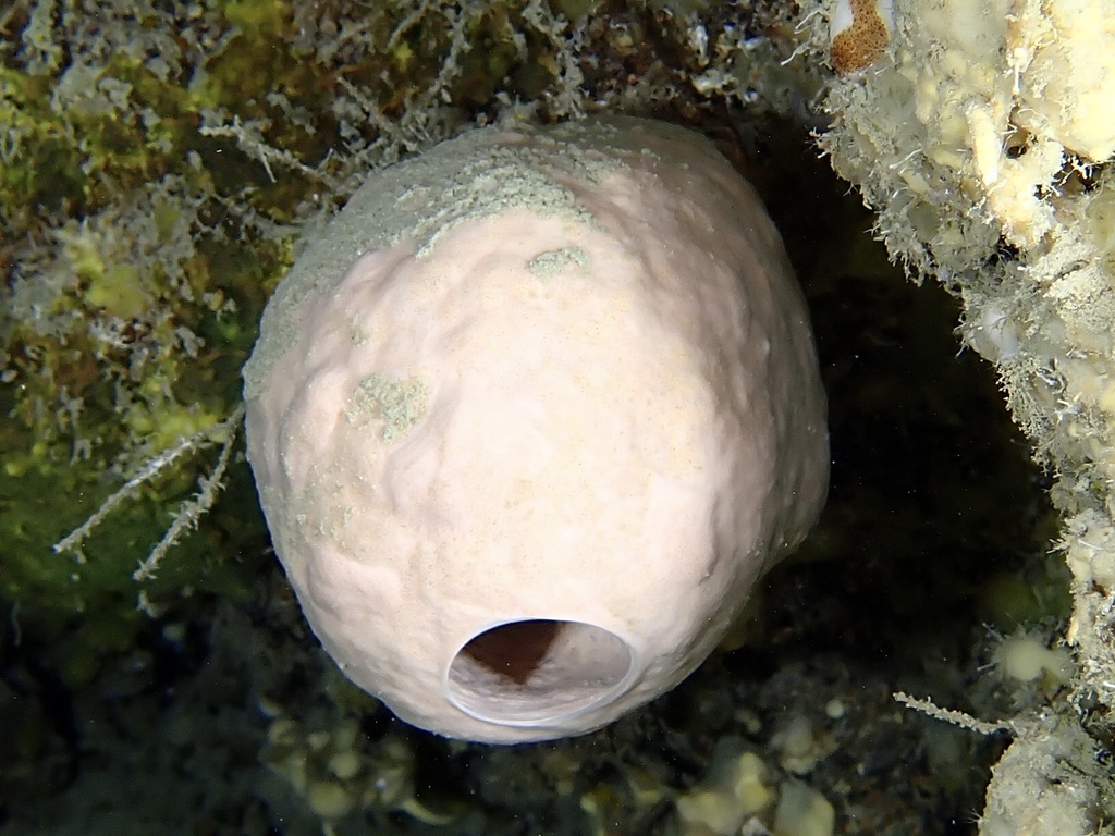 Xestospongia caminata