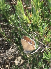 Leptotes marina