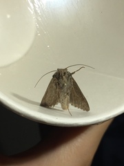 Trichoplusia ni