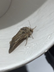 Trichoplusia ni