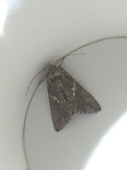 Trichoplusia ni