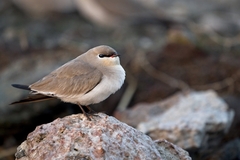 Small Pratincole photo 2