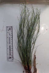 Juncus interior