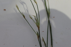 Juncus interior