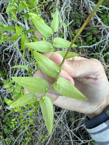Asparagus asparagoides