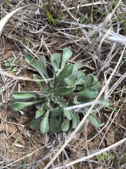 Townsendia florifera