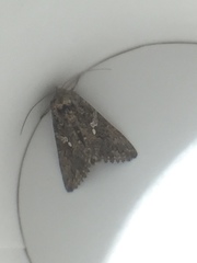 Trichoplusia ni