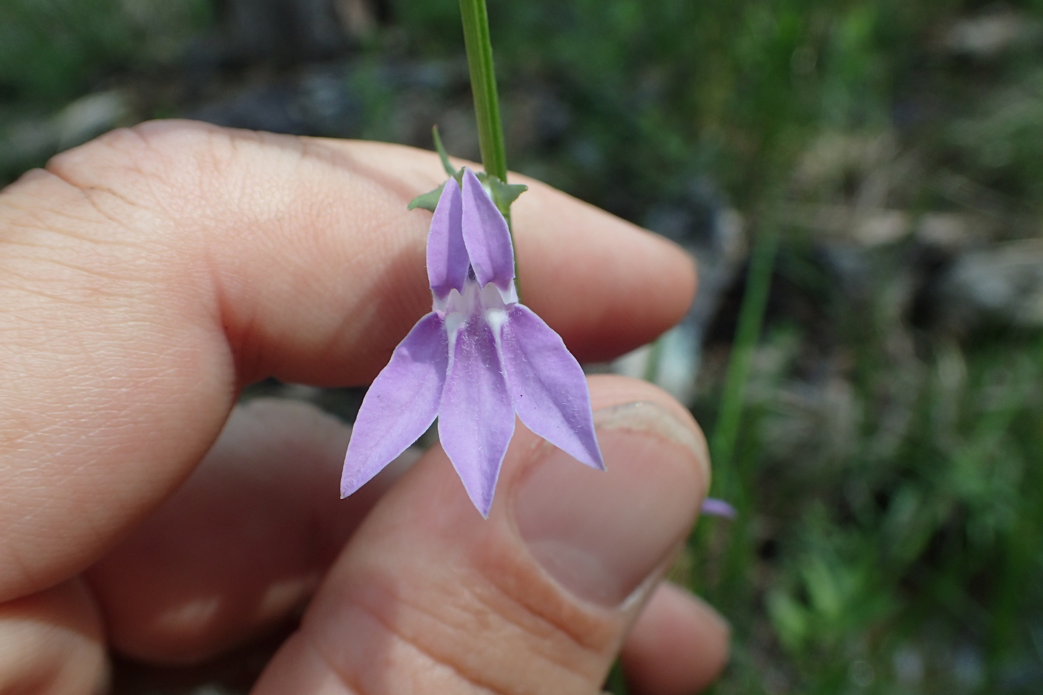 Lobelia flaccidifolia