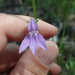 Lobelia flaccidifolia - Photo 由 Andy Newman 所上傳的 (c) Andy Newman，保留部份權利CC BY-NC