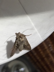 Trichoplusia ni