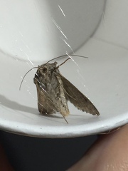 Trichoplusia ni
