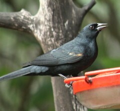 Tawny-Shouldered Blackbird photo 5